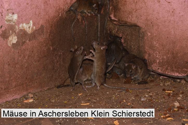 Mäuse in Aschersleben Klein Schierstedt